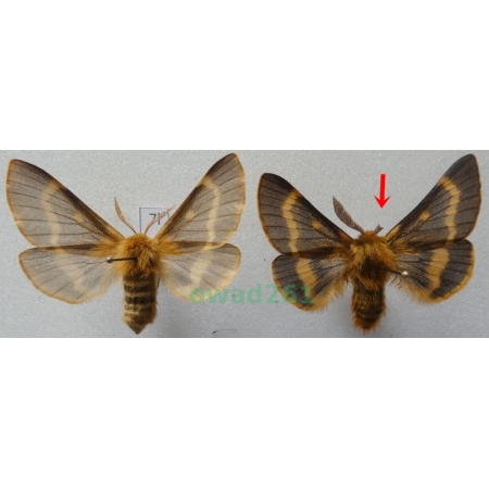 Lemonia dumi (Linnaeus, 1761) pair Czech7l